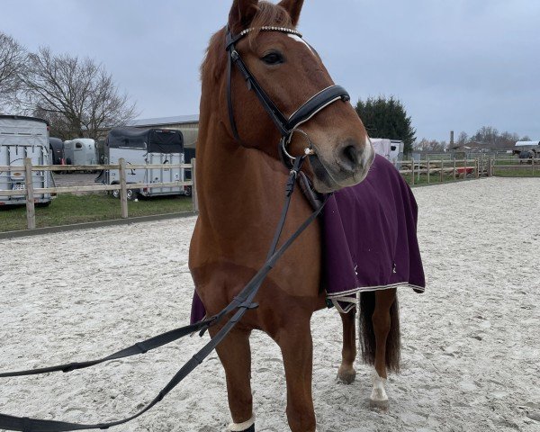 horse Grandessa Liletta (Alt-Oldenburger / Ostfriesen, 2017, from Gustav von Glücksburg)