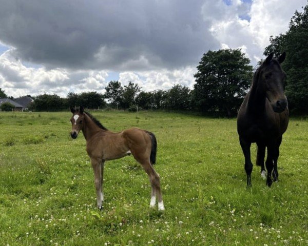 broodmare Wonda II (Holsteiner, 2006, from Lucky Champ)