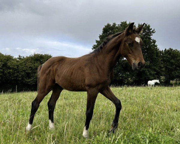 Fohlen von Hengst von Quel Mexx / Lucky Champ (Holsteiner, 2024, von Quel Mexx)