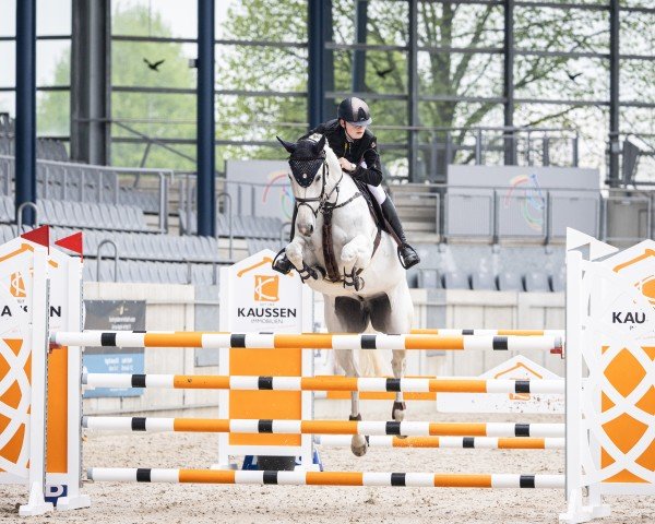 jumper Caribbean Crush Fs (Westphalian, 2015, from Colestus)