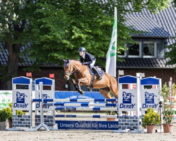 jumper Waldenser 31 (German Sport Horse, 2014, from Waldes)
