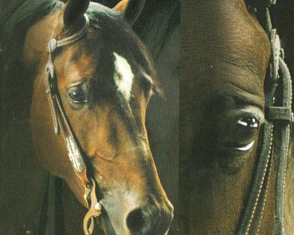 Deckhengst Reminic Surprise (Quarter Horse, 1997, von Reminic)