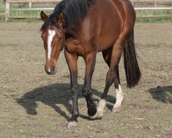 jumper Chubine (Westphalian, 2022, from Chubakko)