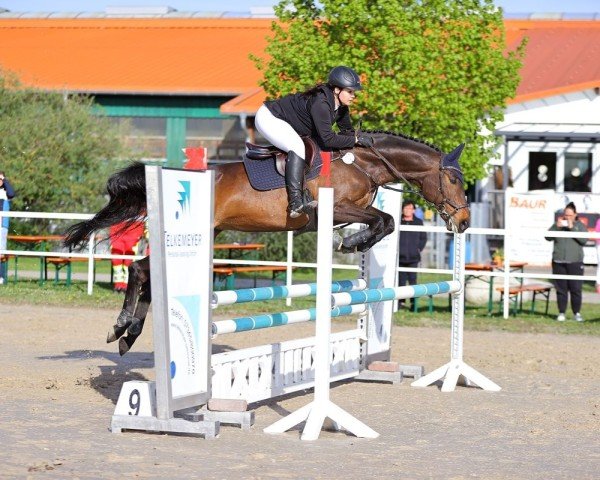 Springpferd Sue Brown (Hannoveraner, 2011, von Satisfaction FRH)