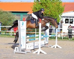 Springpferd Sue Brown (Hannoveraner, 2011, von Satisfaction FRH)