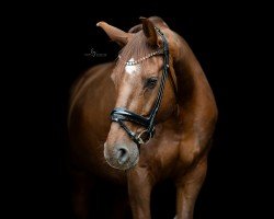 Dressurpferd Valentino B (Westfale, 2011, von Vitalis)