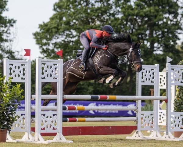 broodmare Cioccolata N (Holsteiner, 2010, from Cormint)