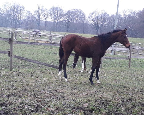Dressurpferd Sky Pearl MS (Westfale, 2023, von Sky)
