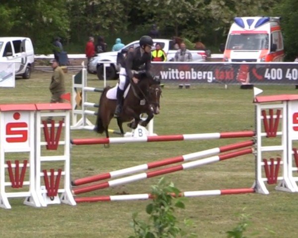 jumper Daqueena (German Riding Pony, 2012, from Don Diabolo NRW)