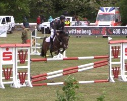 jumper Daqueena (German Riding Pony, 2012, from Don Diabolo NRW)