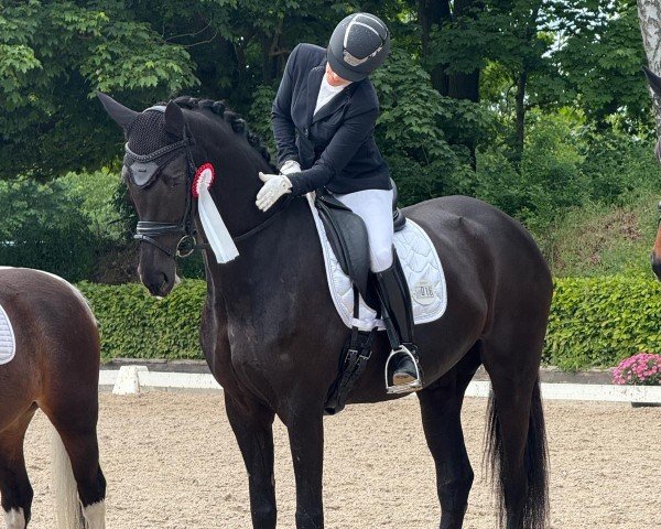 broodmare Nice Florestana (German Sport Horse, 2014, from San Florestano)
