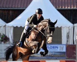 jumper Lisaido (Latvian Warmblood, 2017, from Livingstons)