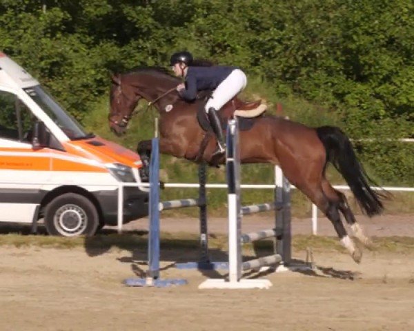 Springpferd Quinoa 5 (Zweibrücker, 2011, von Quinar)