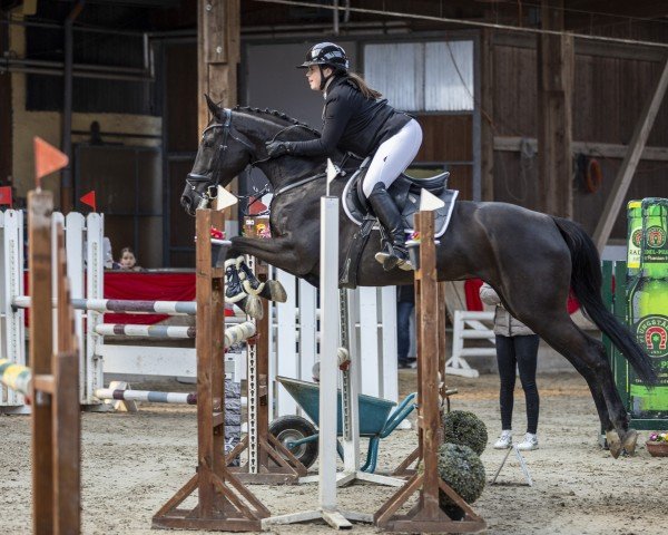 broodmare Kylie BS (Holsteiner, 2017, from Hym d'Isigny)