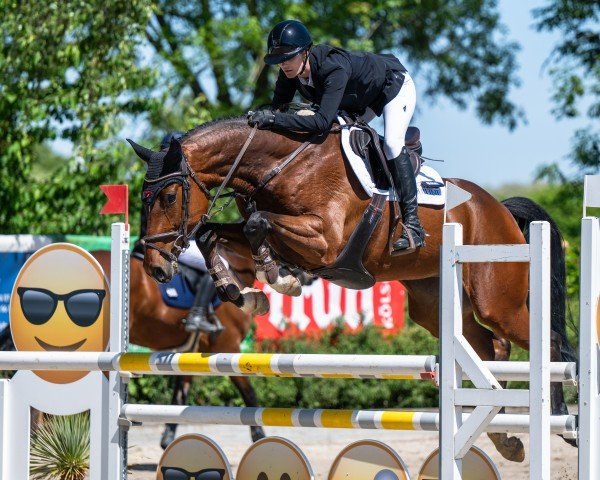 Springpferd Dinkibell (Holsteiner, 2018, von Dinken)