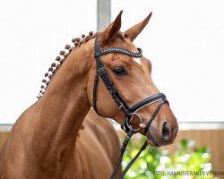 Springpferd La Biosthetique (Hannoveraner, 2016, von Pikeur Lord Fauntleroy)