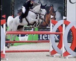 Springpferd Coulibaly Lv Diepenbroeck Z (Zangersheide Reitpferd, 2015, von Cabrio van de Heffinck)