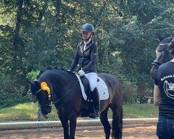 Zuchtstute Phelicia W WE (Deutsches Reitpony, 2017, von Cosmopolitan NRW)