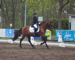 dressage horse Generoso Sh (Pura Raza Espanola (PRE), 2010, from Lastur)
