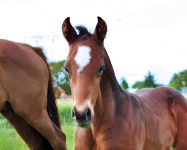foal by Fjölnir (Oldenburg, 2025, from Federer)