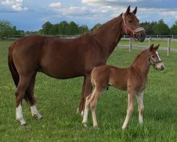 dressage horse Vollkornkeks (Hanoverian, 2021, from Vidar)