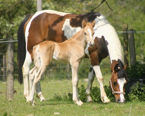 foal by Overflow Top Gear (UK Pony, 2025, from Top Yellow)