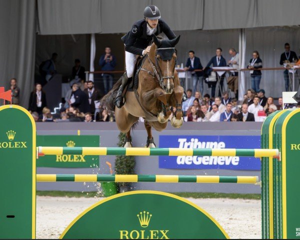 broodmare Just Me D (Belgian Warmblood, 2009, from Cicero Z van Paemel)