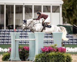 broodmare Quenala T (Hanoverian, 2016, from Qualito)