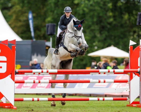 jumper Clyde 86 (Holsteiner, 2012, from Clarimo Ask)