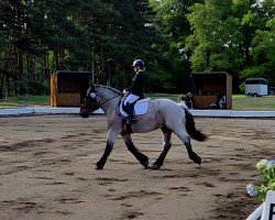 dressage horse Nemo 464 (unknown, 2016)