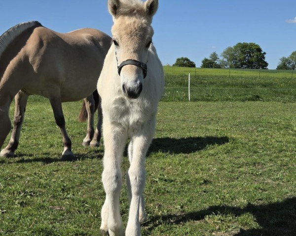 horse Ted (Fjord Horse,  , from Giersbergs Tjure)