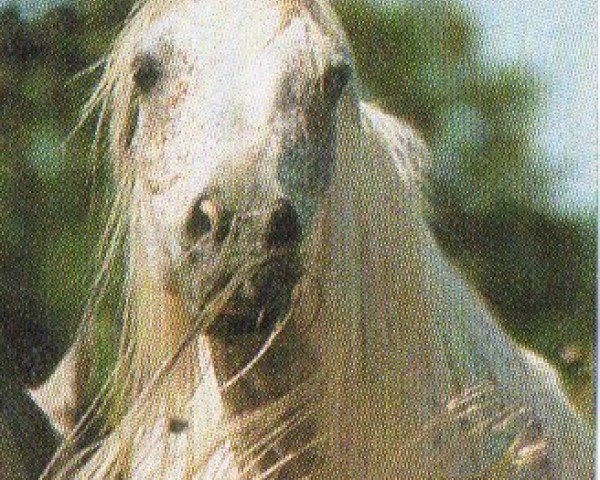 horse Avalon (Arabian, 1995, from Messaoud 1979 ox)