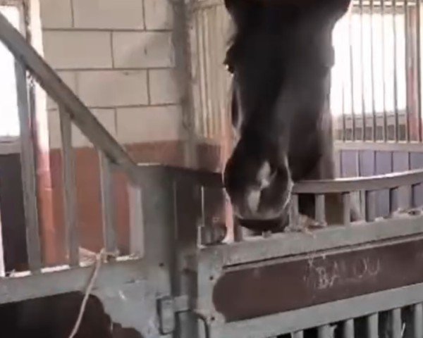 Dressurpferd Balou (Polnisches Pony, 2006)