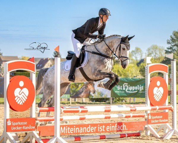 jumper Carlandra Blue (KWPN (Royal Dutch Sporthorse), 2019, from Cade Z)