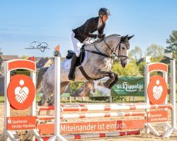 jumper Carlandra Blue (Swedish Warmblood, 2019, from Cade Z)
