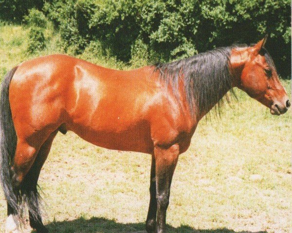 horse Colonel Tari JW (Quarter Horse, 1989, from Taris Catalyst)