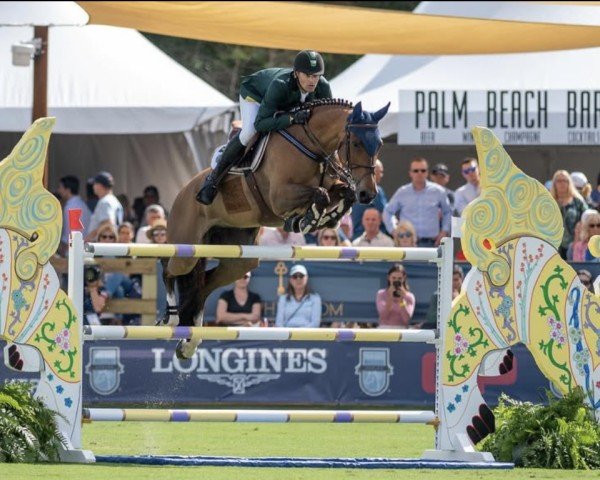 broodmare Magnolia Mystic Rose (Brazilian horse, 2009, from Zirocco Blue)