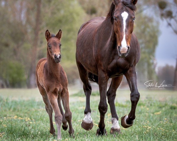 Fohlen von Destacado JK (Deutsches Sportpferd, 2025, von DSP Danthes H)
