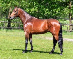Springpferd Incanto VDL (KWPN (Niederländisches Warmblut), 2013, von Kannan)