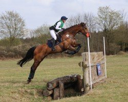 jumper Clarence 41 (Holsteiner, 2014, from Clarimo Ask)