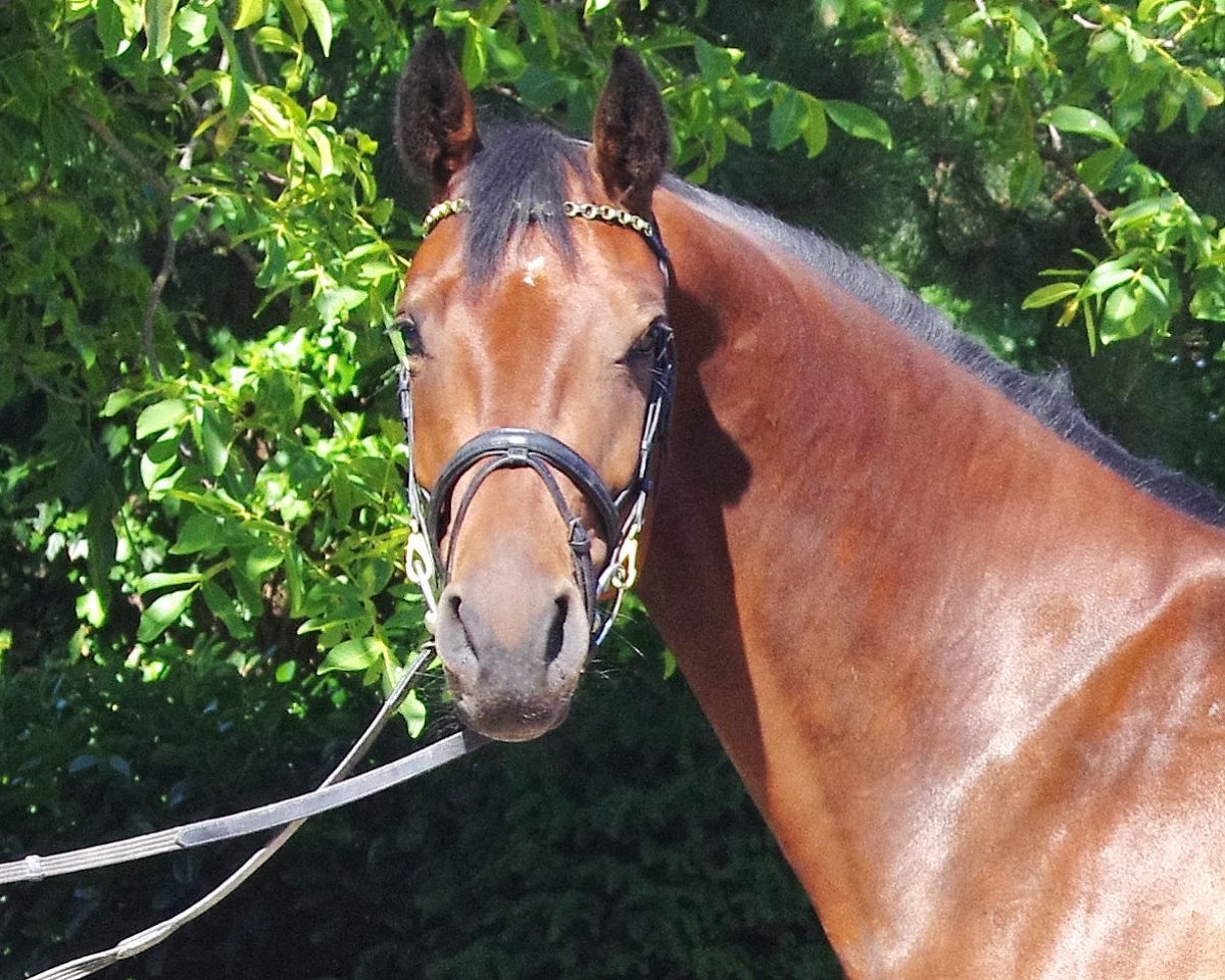 broodmare Ideale (Westphalian, 2007, from Lancado)