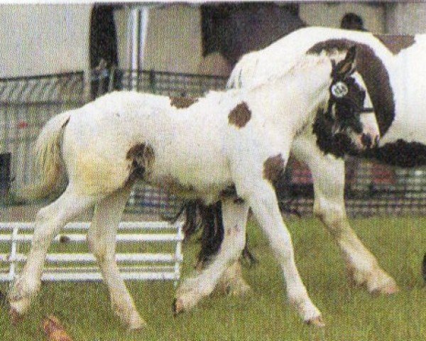 horse Timahoe (Tinker / Irish Cob / Gypsy Vanner, 2004, from Tir Na Nog)
