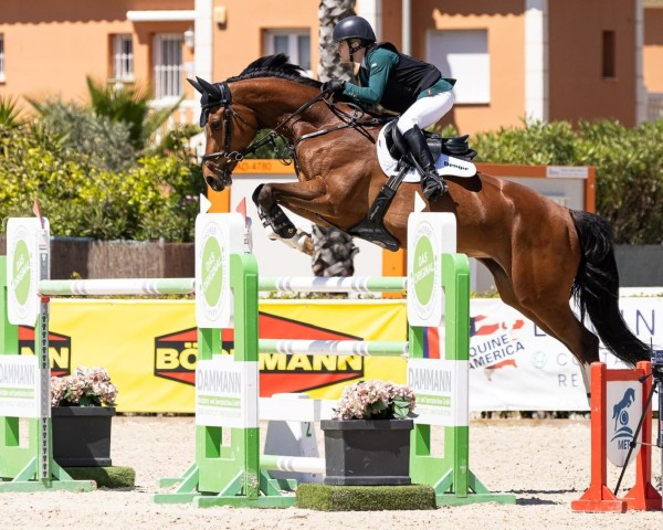 jumper Cordessia Z (Zangersheide riding horse, 2014, from Cordess 2)