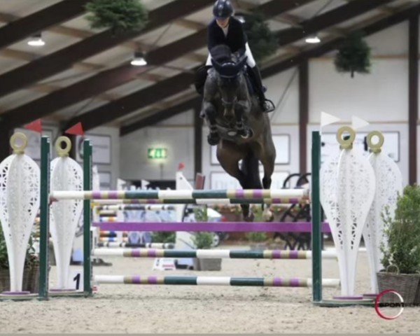 jumper One Diamond (anglo european sporthorse, 2014, from Diarado)
