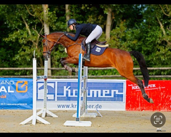 jumper Sunny Girl 57 (Oldenburg, 2010, from Sergio Rossi)