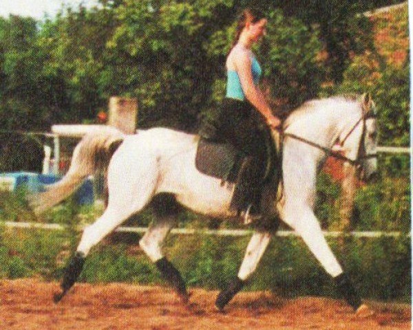 Pferd Gazih (Araber, 1992, von Gharib ben Lancer ox)