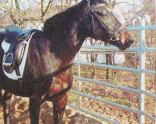 horse Picarda xx (Thoroughbred, 1992, from Luigi xx)