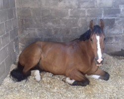 Springpferd Flipper Nouvelle (Westfale, 2010, von Flipper d'Elle)