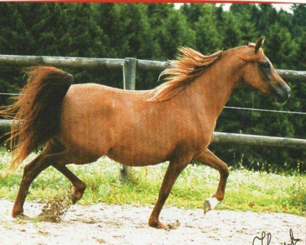 horse F Tracy ox (Arabian purebred, 1998, from Nemir ox)