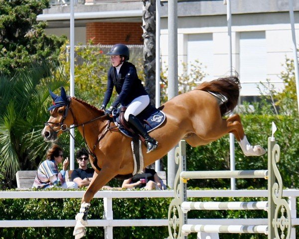 jumper Fireball van Overis (anglo european sporthorse, 2015, from Flying Dream)
